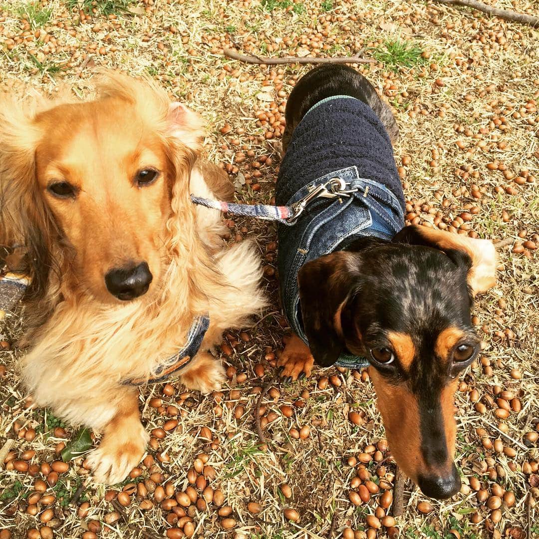 濱田めぐみのインスタグラム：「どんぐり グリグリ どんぐり ぐりぐり  #ラキモコ  #らきもこ  #dog #ダックスフント  #どんぐり」