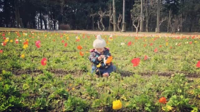 kyokkyのインスタグラム：「おーはーなーばーたーけー🌷 鹿児島に来ています🌷チューリップもポピーもたくさん咲いてる🌷🌷🌷🌷🌷🌷💕in フラワーパーク🌷🌷🌷💕最後の方ミオリン眠たさの限界😑💤 昨日は砂蒸し風呂入って体ぽっかぽかになりました⛱⛱⛱⛱⛱」