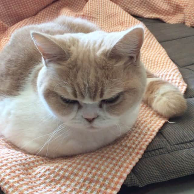 小雪のインスタグラム：「おもち猫 Rice cake cat」