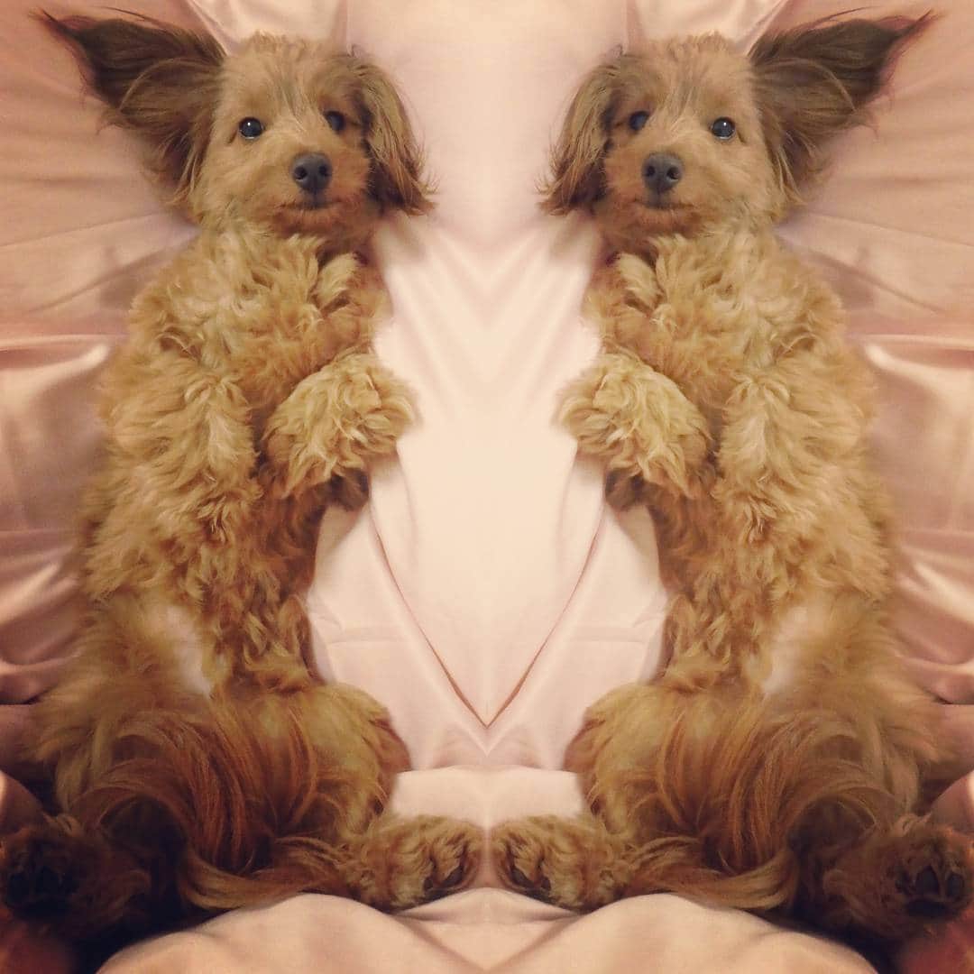 CHIHAさんのインスタグラム写真 - (CHIHAInstagram)「#デジカメ #OLYMPUS #my #baby #dog #dachshund #toypoodle #mix #camera #new」3月1日 21時28分 - chiha6170