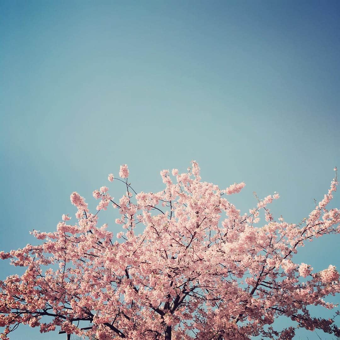 古谷有美さんのインスタグラム写真 - (古谷有美Instagram)「おはようございます！ 新番組のロケです。今日ももちろん、晴れ🌞  Good morning! Early cherry blossom along Arakawa river.  So blue, so pink.  #河津桜#春です#ぽかぽか#お昼寝日和 #tbs#ilovesport#tokyo#japan」3月3日 9時44分 - yuumifuruya