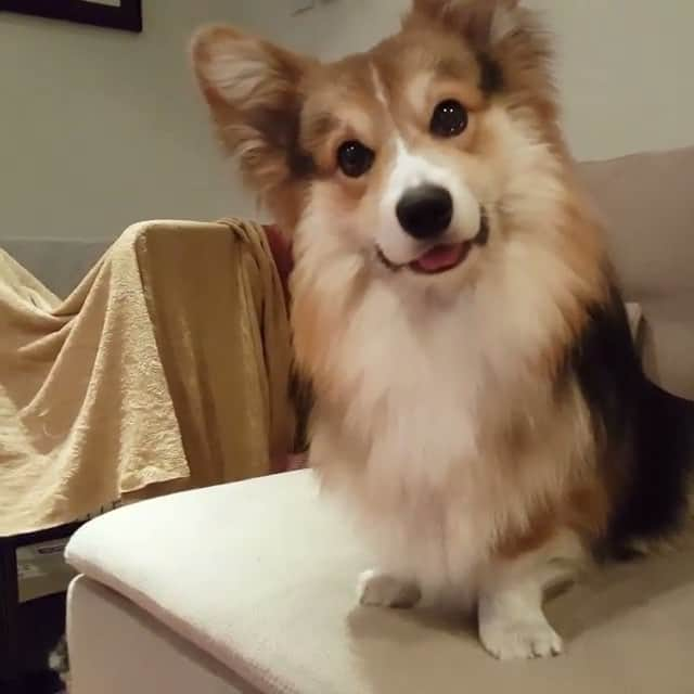 Loki the Corgiのインスタグラム：「Watch this cutie give the best highfive 😍 via @java.thecorgi #corgi #corgistagram #dogsofinstagram」