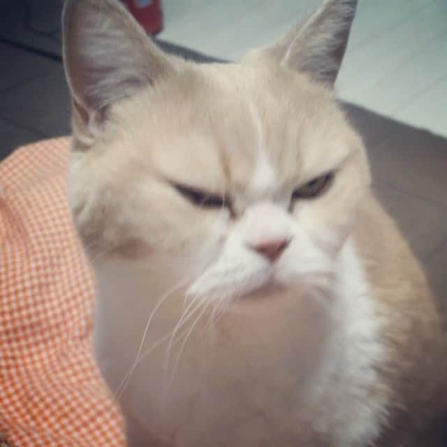小雪のインスタグラム：「小雪、ナデナデを催促 Koyuki loves petted her head」