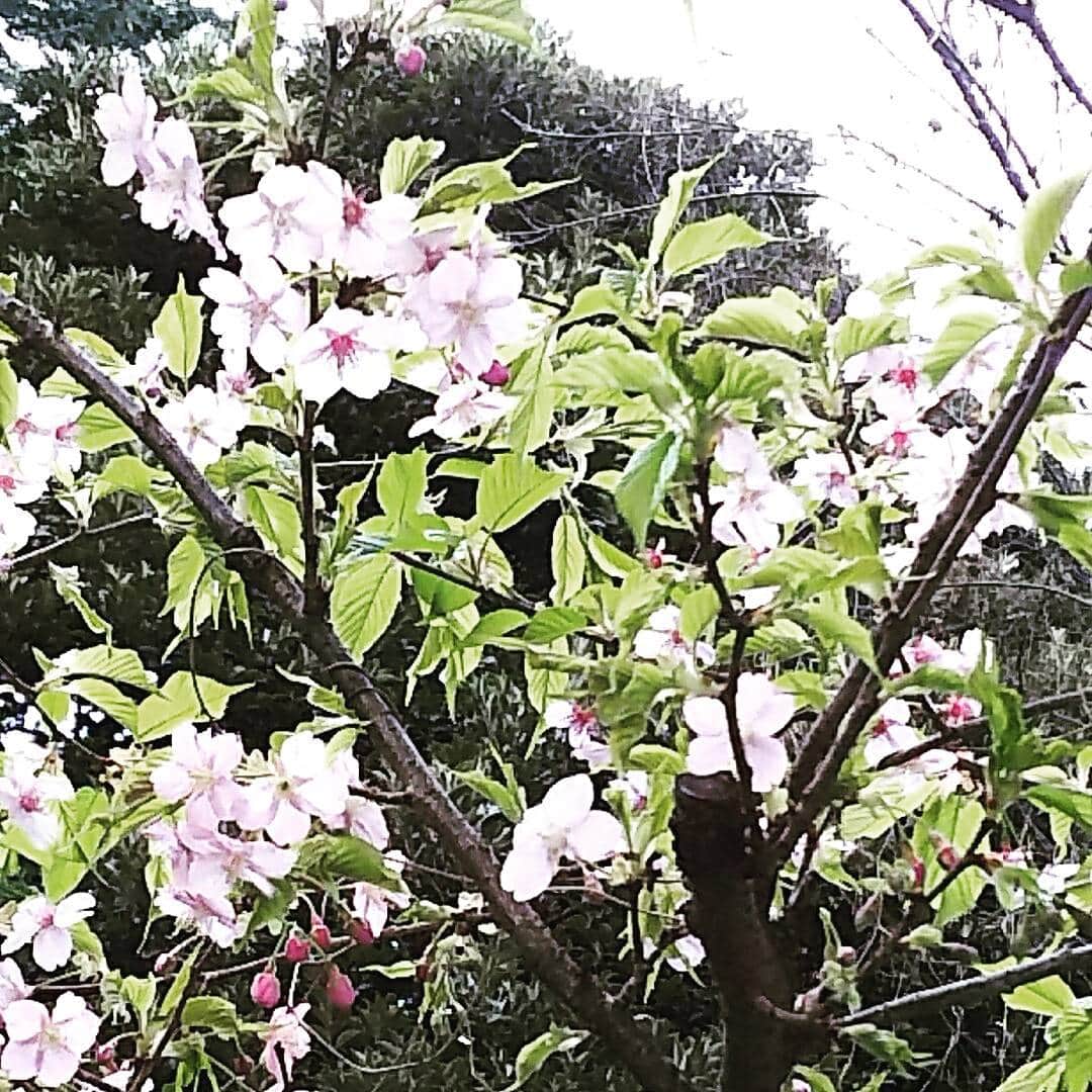初芽里奈のインスタグラム：「春よ🌸遠き春よ🌸 瞼閉じればそこに🌸🎶」
