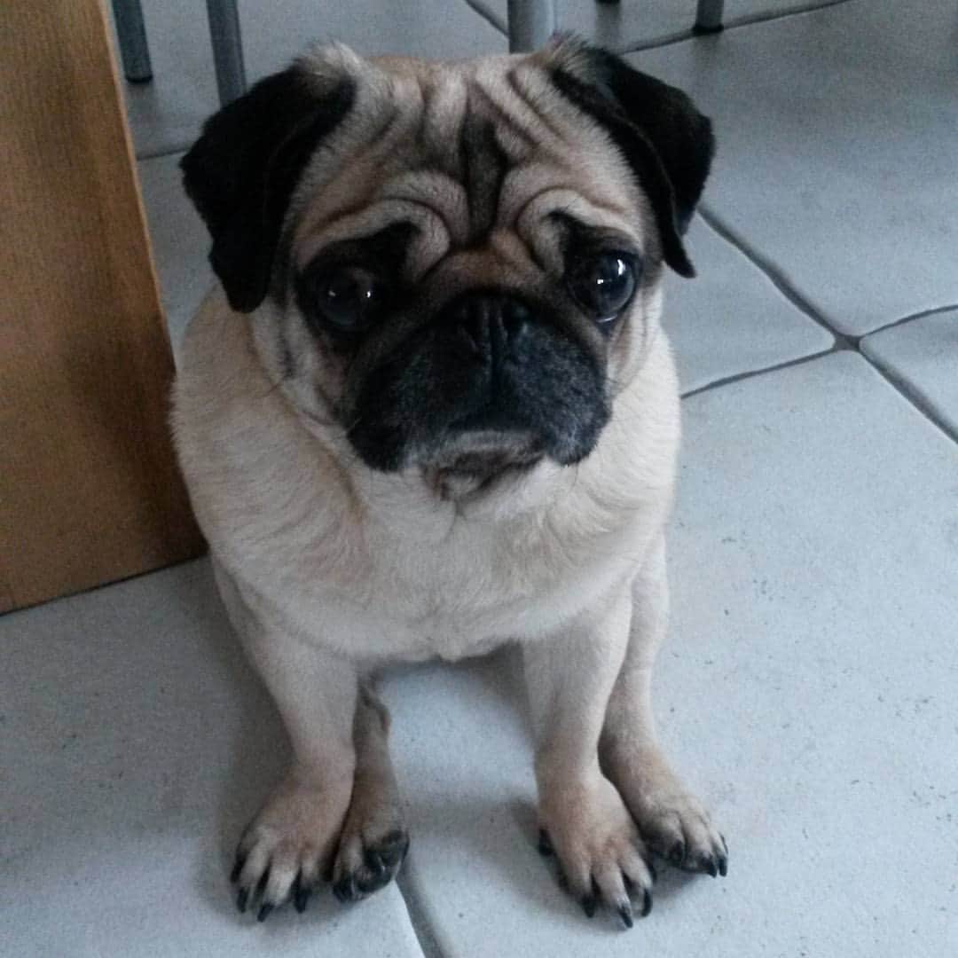 Nolaのインスタグラム：「Almost weekend, almost all my humans at home with me!! 💕」
