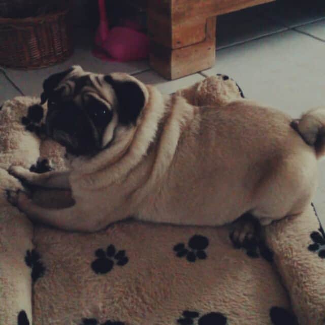 Nolaのインスタグラム：「Mummie was moving my bed, I think here, in the centre of the living room is the best place! 😘」