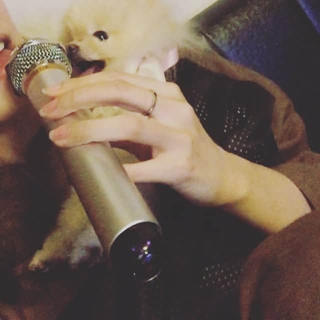 mycoのインスタグラム：「Karaoke♪  わんこと一緒にカラオケです。 いきなり歌い出したぴちゅ君！ じわる。  #pomeraniandogs #pom #ポメラニアン #dog #dogs #cutedog #pomeranianlovers #pomeranian  #dogstagram #pome #puppy #petstagram #pompom #cute #love #犬バカ部 #フワモコ部 #親バカ #犬 #instagood #photooftheday #animal #fulffy #animals  #adorable #ilovemydog」