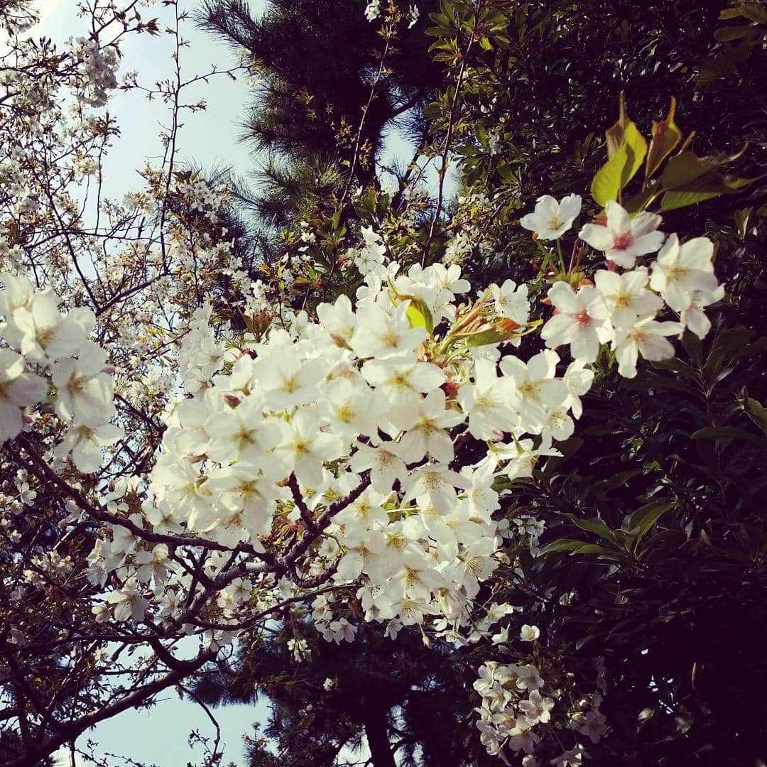 辰巳奈都子さんのインスタグラム写真 - (辰巳奈都子Instagram)「ソメイヨシノ🌸」3月5日 11時59分 - tatsumi_natsuko