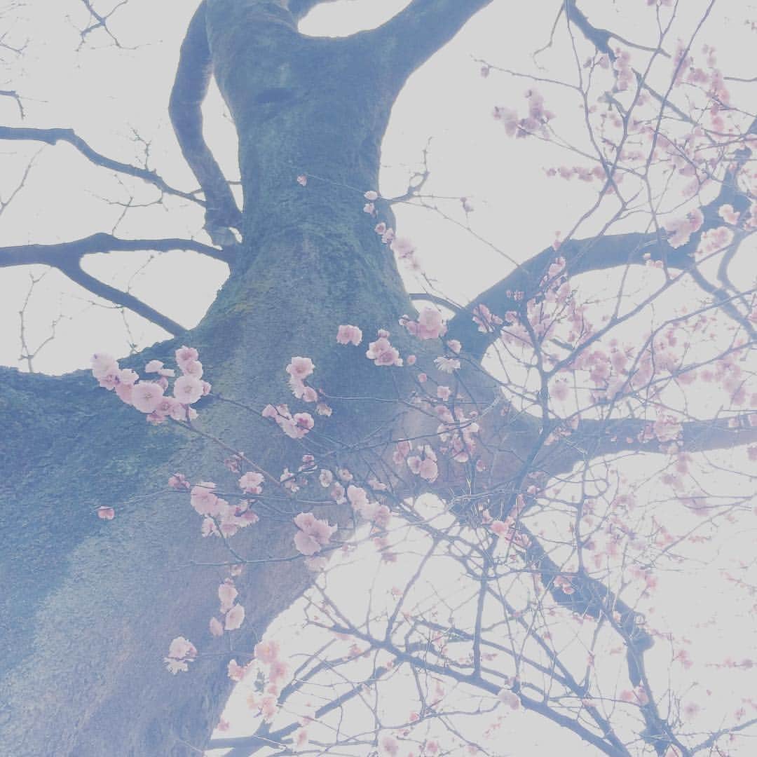 椎名直子さんのインスタグラム写真 - (椎名直子Instagram)「春、本気で来たね」3月5日 12時32分 - natadecoco
