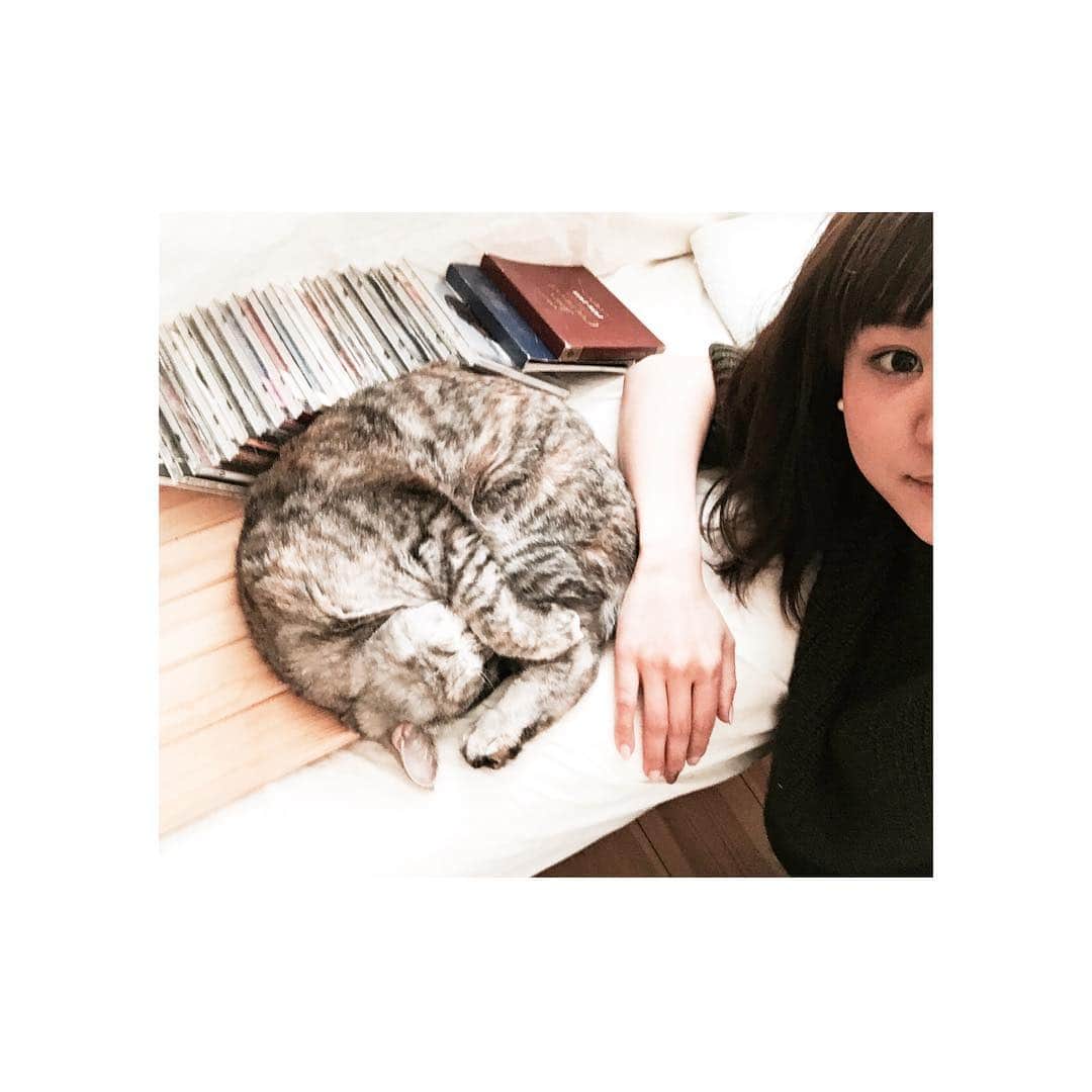 吉田知那美さんのインスタグラム写真 - (吉田知那美Instagram)「#甘え上手。 ずっとミャアミャア鳴きながらついてきて そばに座った途端に😴💤 #勉強になります #めざしちゃん ・ #cat #pet #kitty #love #アンモナイト」3月5日 22時50分 - chinami1991