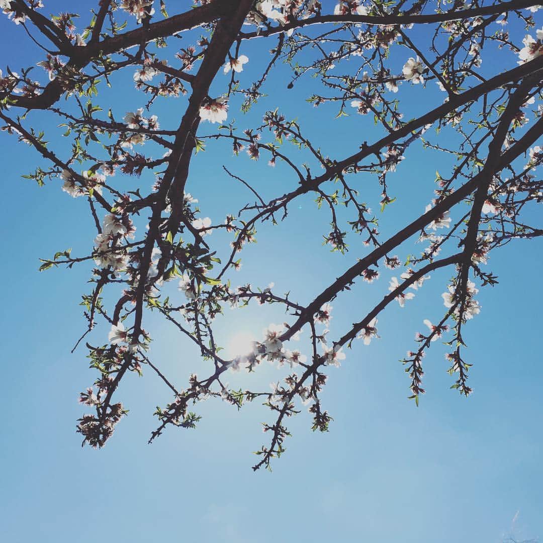 高圆圆のインスタグラム：「🌸」