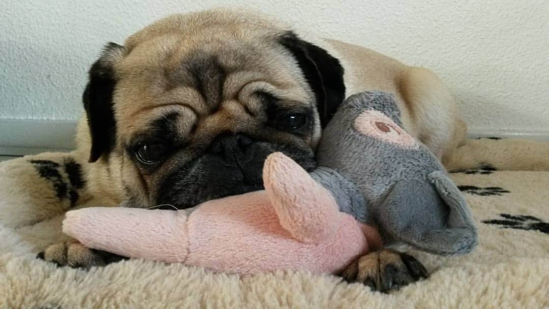 Nolaのインスタグラム：「Cuddles 💞」