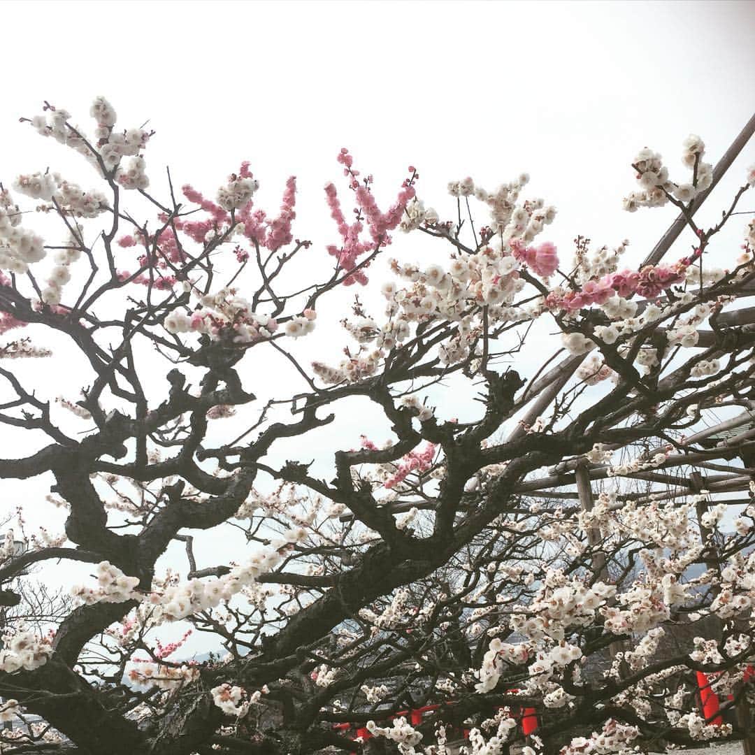相武紗季さんのインスタグラム写真 - (相武紗季Instagram)「思いのままに  って言う名前のついた梅✨✨今年は会いにこれた😊」3月7日 19時44分 - aibu_saki