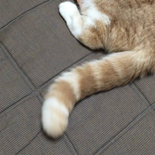 小雪のインスタグラム：「尻尾的生物 Dancing fluffy tail」