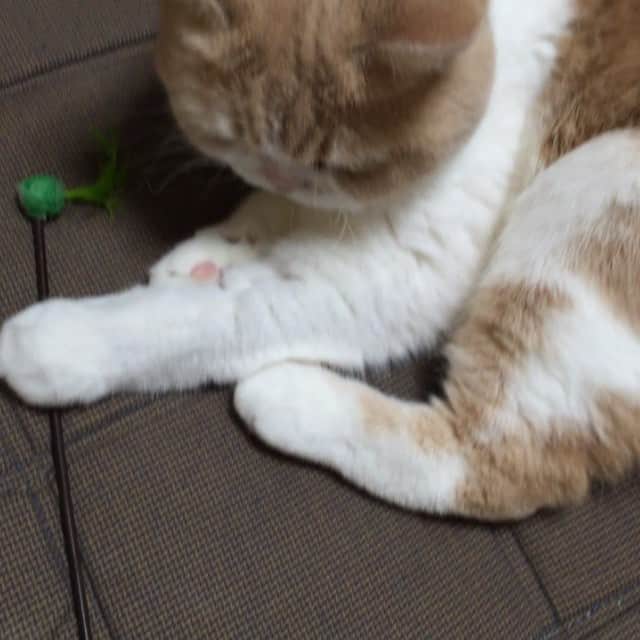 小雪のインスタグラム：「総じてゆっくりちゃんです Her action is slow」