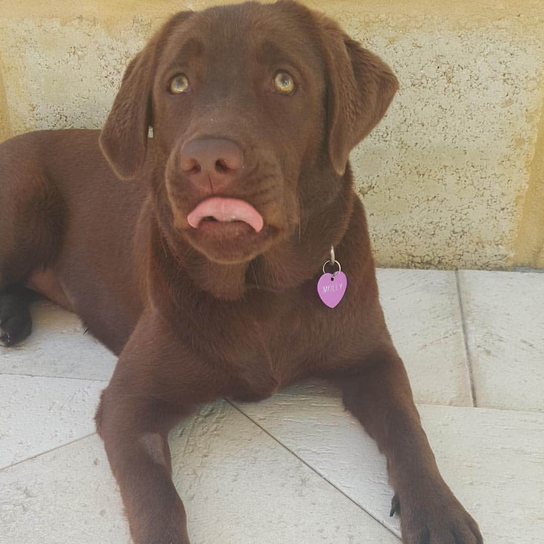 Mollyのインスタグラム：「Got rid of the cone!! It's been a tough job relaxing 🤕🐶😓 happy #tot #talesofalab #feelingbetter #instalab #chocolatelab #chocolatelaboftheday #fab_labs_  #worldoflabs #justlabradors #lovemylab #dogsofinstagram #fursgrowingback #lablove」