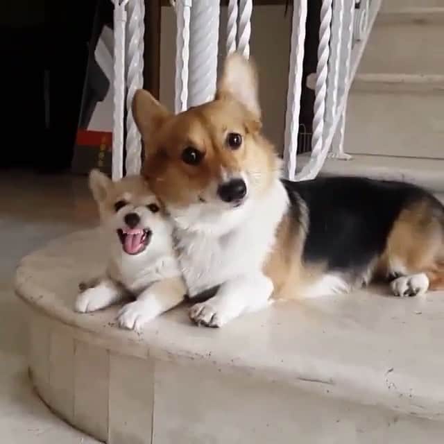 Loki the Corgiのインスタグラム：「When your little sibling is sassy af and you just gotta put up with it 😆 via @aston.and.ashley_thecorgis #corgi #corgistagram #corgivideo」