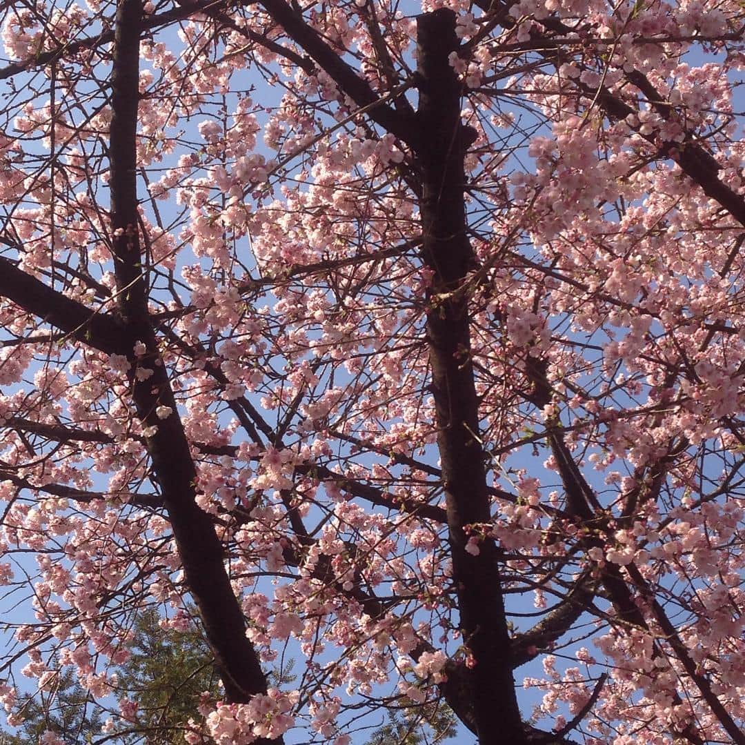 水原恵理さんのインスタグラム写真 - (水原恵理Instagram)「春だな〜」3月8日 15時36分 - erimizuhara