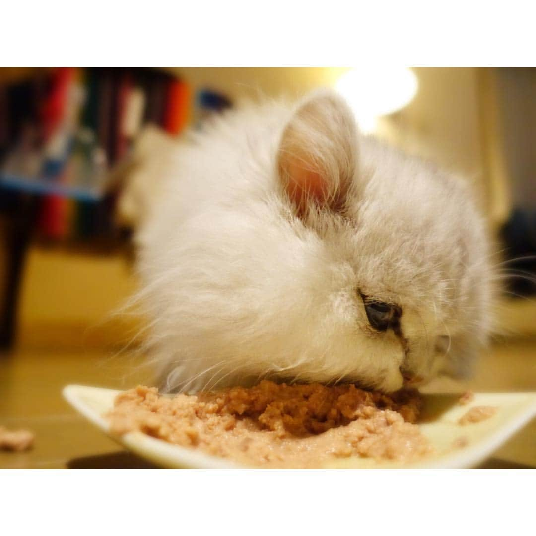 兎（尾崎紗代子）のインスタグラム：「そこで見ててくれたらぜーんぶ食べてあげる！ #兎 #cat #cats #catstagram #kitten #kitty #kittens #pet #pets #animal #animals #petstagram #petsagram #catoftheday #catsofinstagram #ilovemycat #instagramcats #nature #catoftheday #lovecats #furry #sleeping #lovekittens #adorable #catlover #instacat #mofmo」