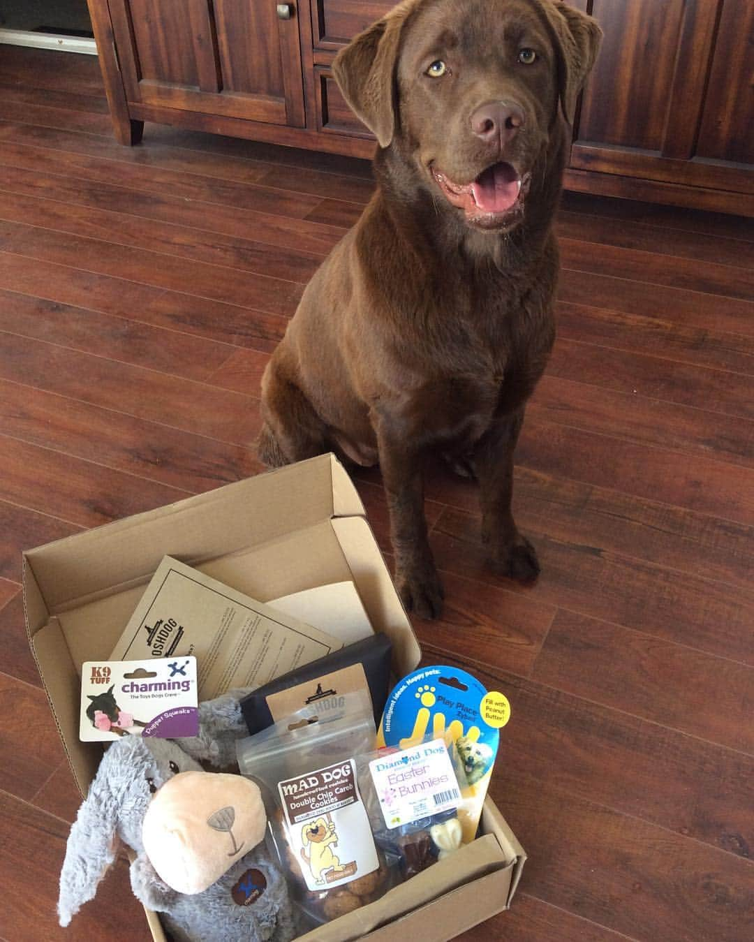 Mollyのインスタグラム：「Just love presents.. 😍💕🐾 #oshdog #dogsofinstagram #chocolatelab #chocolatelaboftheday #worldoflabs #fab_labs_ #cutepetclub #labclass #lablove  #happydays #eastertreats #labsofinsta」