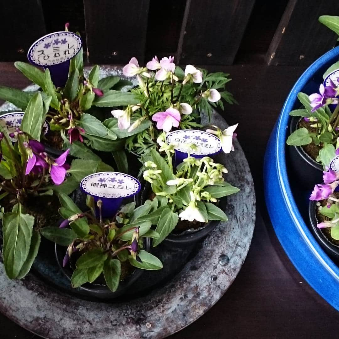 MILLE ECLAT.のグルメインスタ