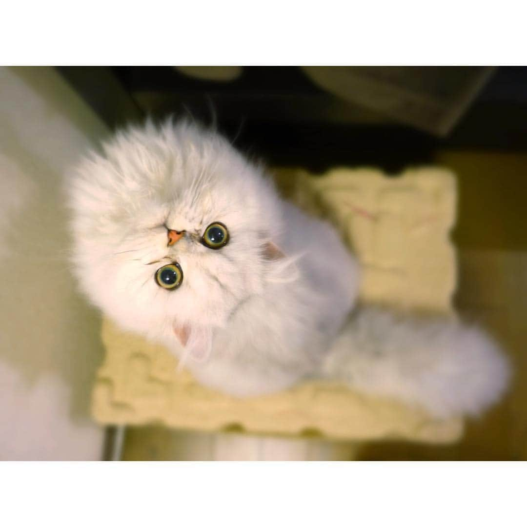 兎（尾崎紗代子）のインスタグラム：「んー？なんか撮ってるの？ #兎 #cat #cats #catstagram #kitten #kitty #kittens #pet #pets #animal #animals #petstagram #petsagram #catoftheday #catsofinstagram #ilovemycat #instagramcats #nature #catoftheday #lovecats #furry #sleeping #lovekittens #adorable #catlover #instacat #mofmo」