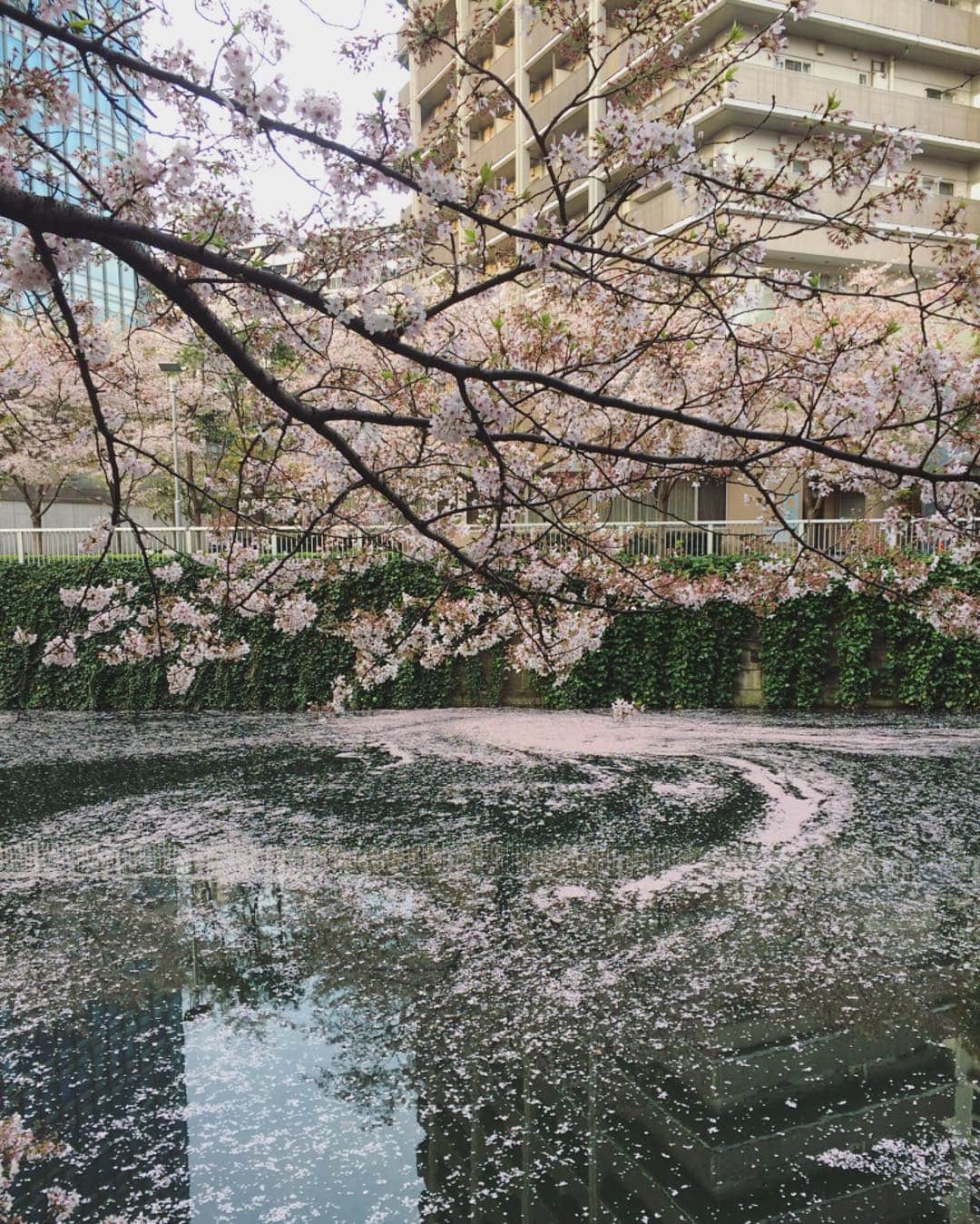 葉加瀬マイさんのインスタグラム写真 - (葉加瀬マイInstagram)「桜の花びらが落ちはじめると寂しいかんじもあるけど、それもまた趣があるよね。 #일상 #벚꽃 #cherryblossom #sakura #데일리 #일본 #도쿄 #目黒川 #桜」4月9日 16時23分 - m.hakase