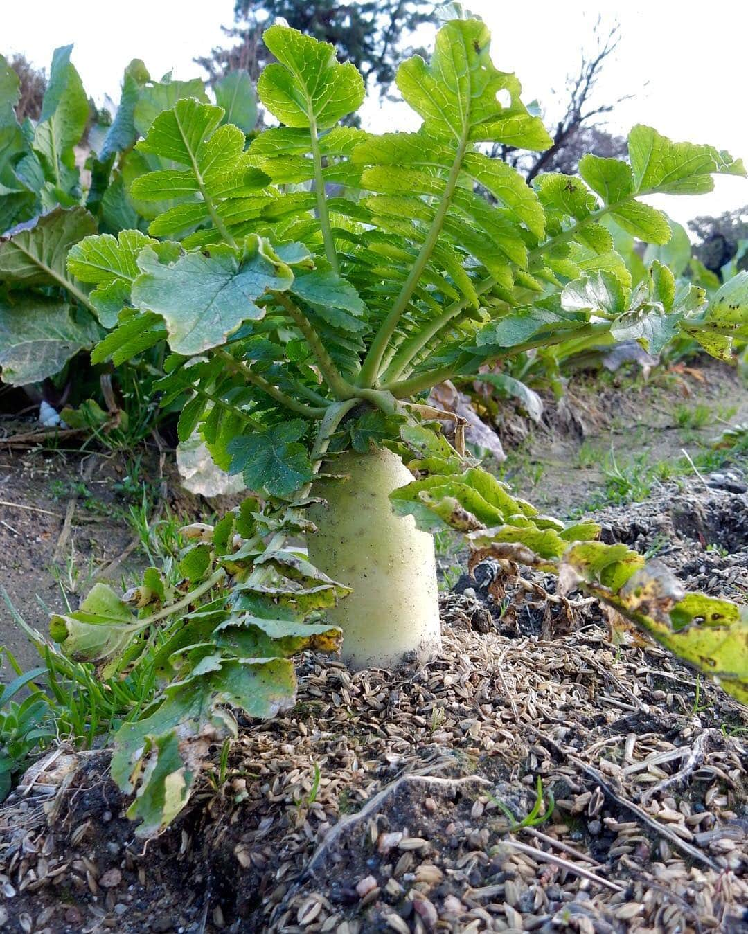 城崎温泉しののめ荘のインスタグラム