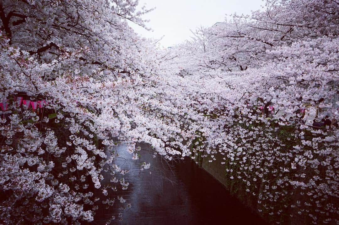 笛木優子のインスタグラム：「寒いけど。。。 桜はキレイ🌸🌸🌸」