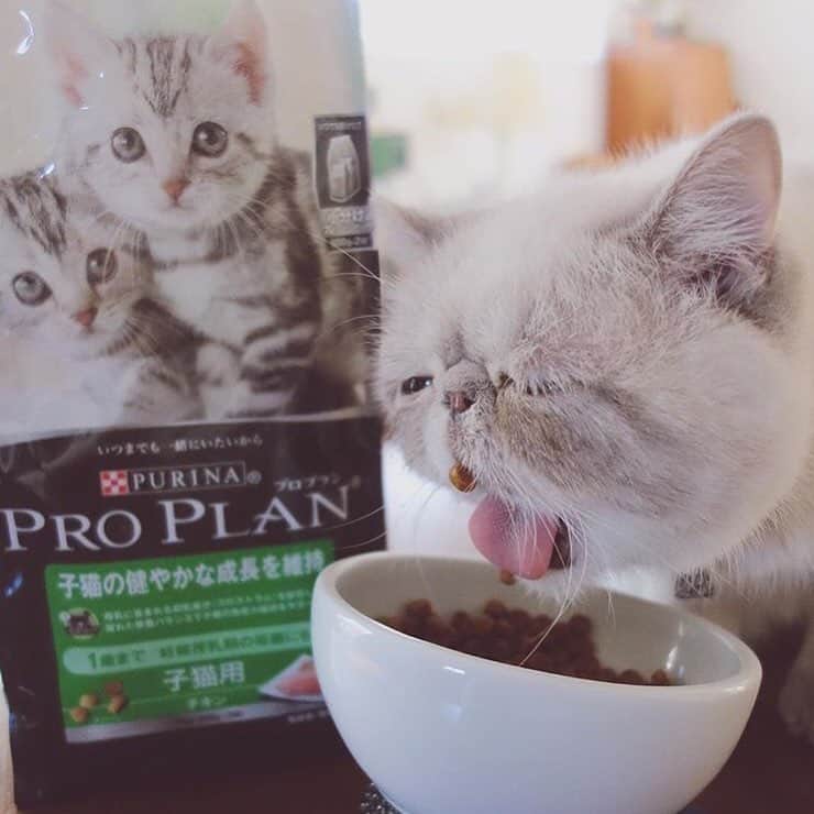 Purina Pro Plan Japanのインスタグラム：「@nikoandpoko さんのポコくんはモグモグお食事中🍚「プロプラン」子猫用は、母乳成分にも含まれる天然DHAが配合され、子猫の健康を維持するとともに、脳と目の発達をサポートします✨一生懸命に食べる姿が本当に愛おしいですね。大きくな〜れ🐈❤️ #いつまでも一緒にいたいから #ピュリナプロプラン #ピュリナ #プロプラン #purina #ProPlan #ピュリナ最高峰のプレミアムニュートリションフード #ペットフード #キャットフード #生肉直練 #cat #愛猫 #ペット #pet」
