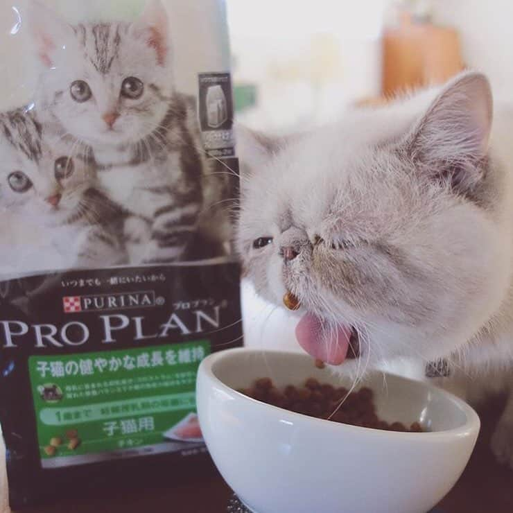 Purina Pro Plan Japanのインスタグラム