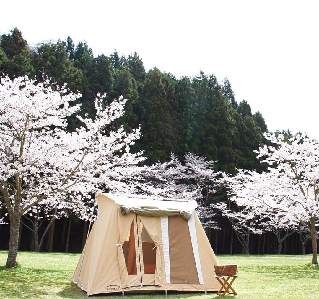 marikoさんのインスタグラム写真 - (marikoInstagram)「#キャンプ#camp #kirkhams #springbar #ig_japan #igdaily #outdoor #アウトドア#カーカムス#桜#桜キャンプ#お花見キャンプ# * 2016.4.6 * お花見ディキャンプにて初張りに来ました〜(*≧艸≦) * * 桜まだまだ満開でよかったー🌸🌸🌸 * * kirkhams❤️ springbar❤️ * @keiyportia04 けいちゃんいろいろ教えてくれてありがとう( •ॢ◡-ॢ)-♡やっときたよﾙﾝ♪ o(≧▽≦)o ﾙﾝ♪ * * #レイアウトいろいろ妄想ちう❤️」4月6日 11時14分 - marimari8208