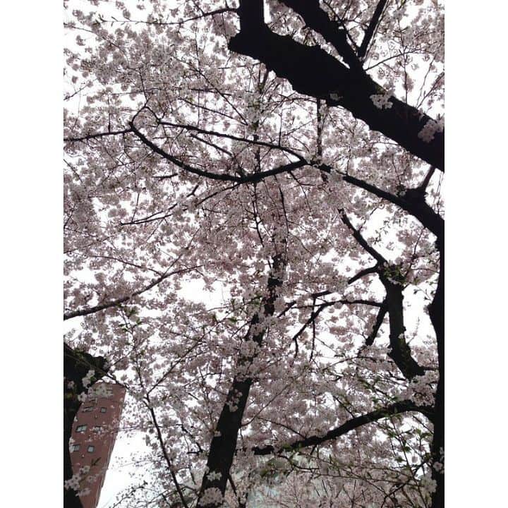 髙橋果鈴のインスタグラム：「今日のSmileのもと◡̈⃝⃝⃝⃝⃝⃝⃝⃝✩* 桜がキレイな季節ですね。芣J花見したかったな…… 桜の木の下で お団子食べたかったなߍእƙ真は六本木の桜✨ 先日のライブ会場の近くの 公園にて。」