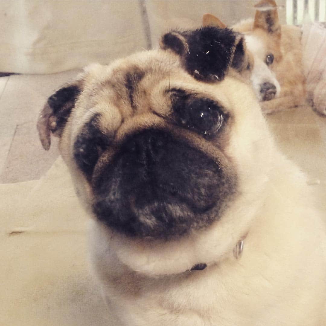 久保田智子さんのインスタグラム写真 - (久保田智子Instagram)「疲れたらパグ。you make my day, puggie! #pug #パグ」4月6日 9時01分 - kubota_tomoko