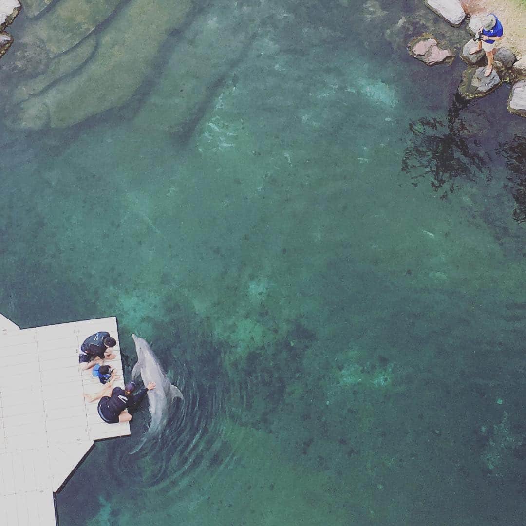 小泉里子さんのインスタグラム写真 - (小泉里子Instagram)「#dolphin #kahala #hawaii」4月6日 14時28分 - satokokoizum1