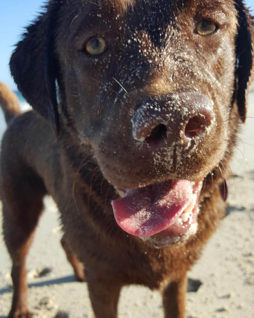 Mollyのインスタグラム：「Wasn't sure if it was Tuesday or Wednesday.. So I put my tongue out & had a wet nose 😂🐶🐾 #wetnosewednesday #toungeouttuesday #chocolatelabrador #labradoroftheday #talesofalab #chocolatelaboftheday #worldoflabs #fab_labs_ #justlabradors #lablove #mydogiscutest #puppiesofinstagram」