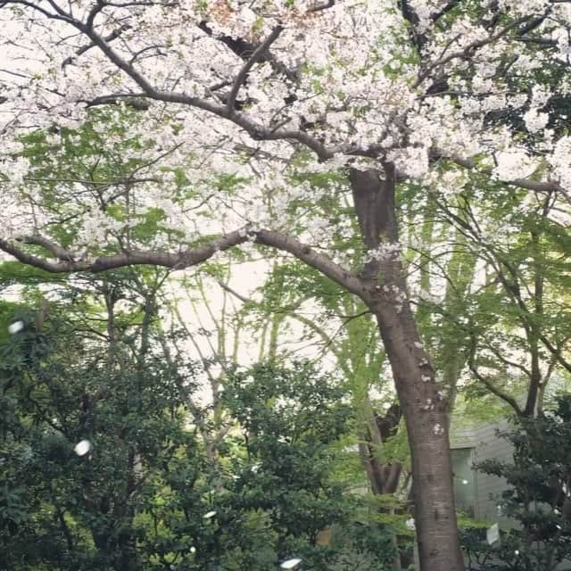榊山敬代のインスタグラム：「。・° *  #桜 #sakura #風 #せつない #wind #breeze #今日の桜 #近所の桜 #春 #spring #love #happy」