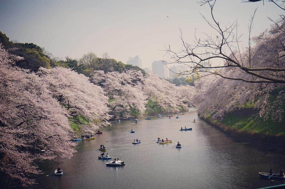 笛木優子のインスタグラム：「📷🌸#千鳥ヶ淵」