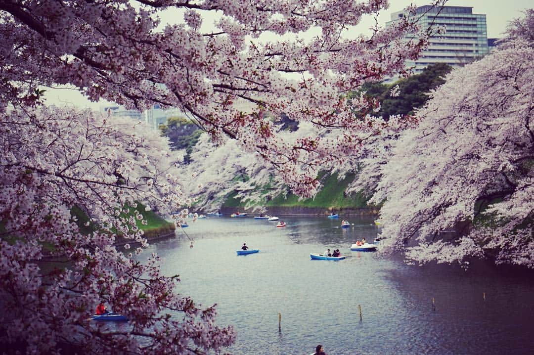 笛木優子のインスタグラム：「📷🌸🏢」