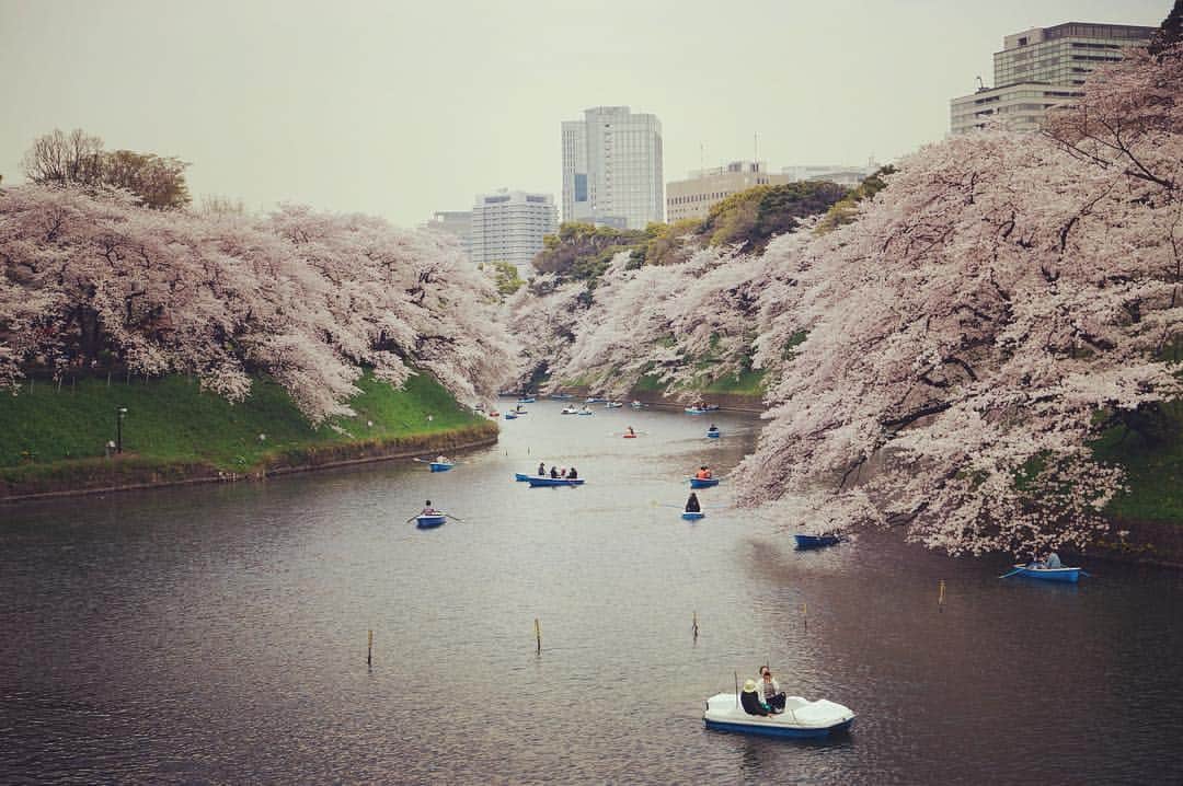 笛木優子のインスタグラム：「📷🌸🚣#千鳥ヶ淵」