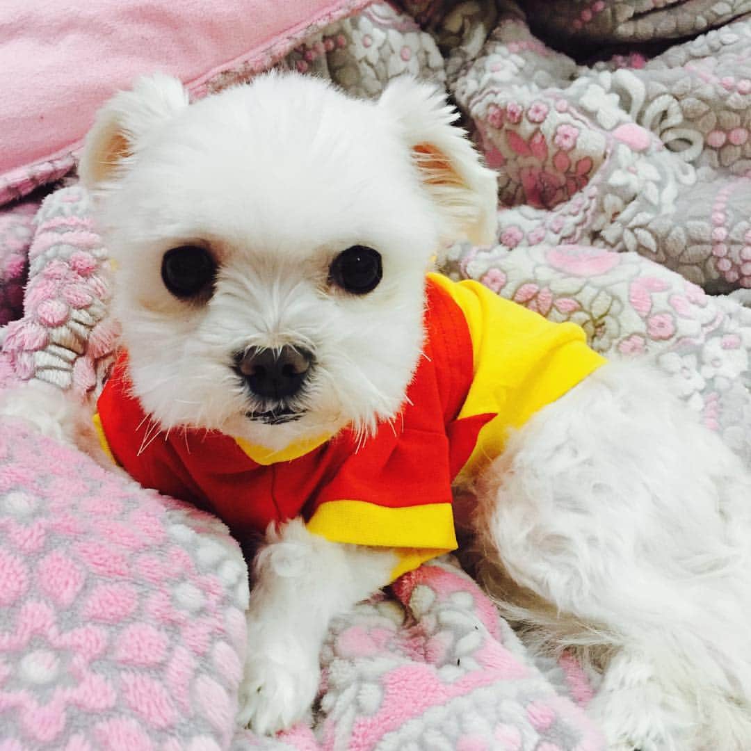 キム・ジウォンさんのインスタグラム写真 - (キム・ジウォンInstagram)「우리집 강아지를 소개합니다! #자몽 #까칠이」4月6日 19時52分 - geewonii