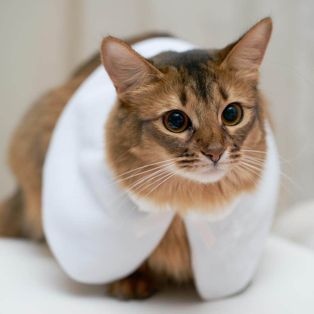 iunopapaさんのインスタグラム写真 - (iunopapaInstagram)「*Lucina*  お姫様ルキナちゃんでこんばんは。 ディズニーでミニーちゃんのぬいぐるみ用の衣装を買ってルキナに着せたら似合いすぎてビビりました😅  #somalicat #cat #ねこ #ふわもこ部 #毎日が猫祭 #猫変態を増やそうの会 #SonyAlpha #bestmeow #catsofinstagram #cutepetclub #Cat_Features #excellent_cats #meowvswoof #WeeklyFluff」4月6日 23時19分 - iunoiuno