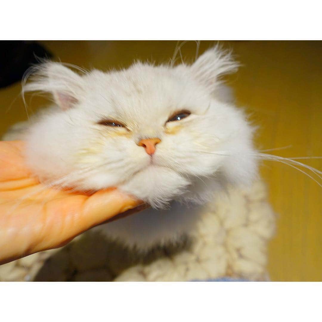 兎（尾崎紗代子）さんのインスタグラム写真 - (兎（尾崎紗代子）Instagram)「そこ撫でてくれるのきもちいいよ〜😊 #兎 #cat #cats #catstagram #kitten #kitty #kittens #pet #pets #animal #animals #petstagram #petsagram #catoftheday #catsofinstagram #ilovemycat #instagramcats #nature #catoftheday #lovecats #furry #sleeping #lovekittens #adorable #catlover #instacat #mofmo」4月7日 10時50分 - ozakiusagi