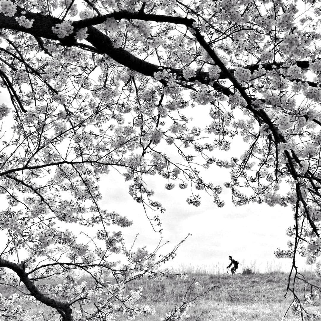 でもやるさんのインスタグラム写真 - (でもやるInstagram)「「江戸川桜之雪」 ・ 桜が雪のように散り始めました。 ・ #ザ土手部」4月7日 21時48分 - demo_yaru_