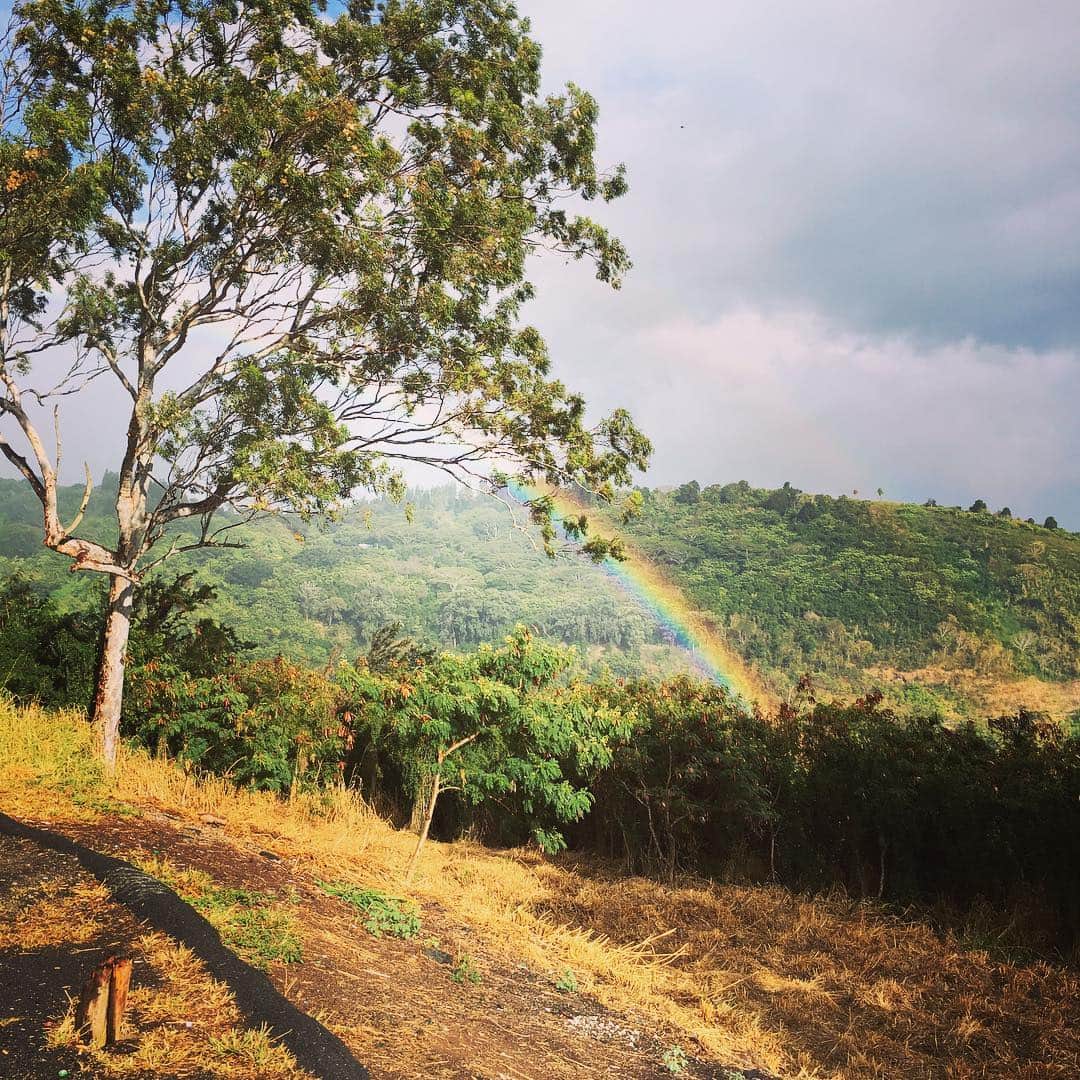 志摩有子さんのインスタグラム写真 - (志摩有子Instagram)「空にかかる虹はよく見るけど、緑バックの虹は初めて。マノアの谷からニョキっと出てきた虹。虹の始まりが見えそう。タンタラスの丘で見た珍しい光景。 #rainbow #虹 #いいことありそう #ハワイ備忘録 #ariko_hawaii」4月8日 10時40分 - ariko418