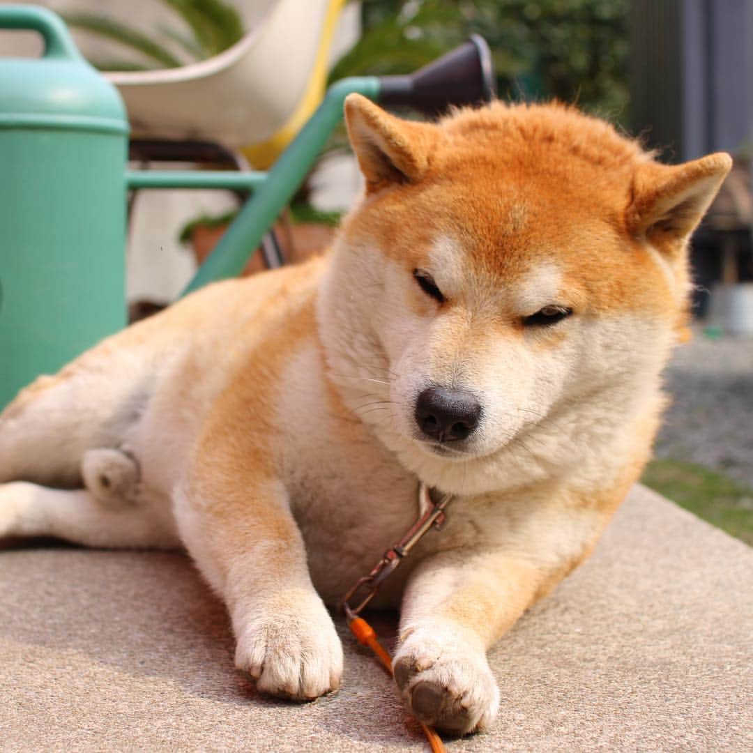 柴犬 たろさんのインスタグラム写真 - (柴犬 たろInstagram)「*. まるかいて、ちょんo̖⸜((̵̵́ ̆͒͟˚̩̭ ̆͒)̵̵̀)⸝o̗🏮🍌 ✩ 🐻💫 #shibainu #dog#Japanesedog #tarochan🐻」4月9日 1時30分 - tarochantarochan