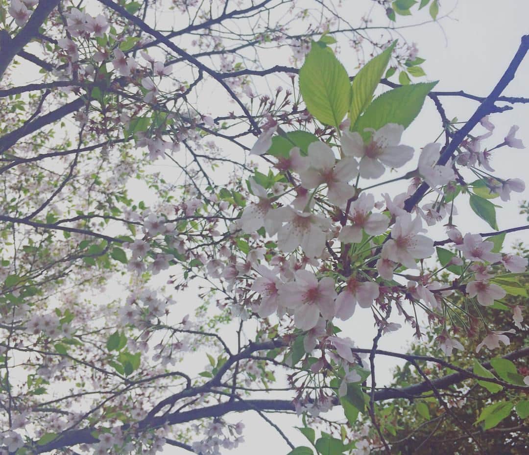 礒部花凜のインスタグラム：「おはよう🍃🌸 葉桜が時の経過を教えてくれる。#goodmorning」