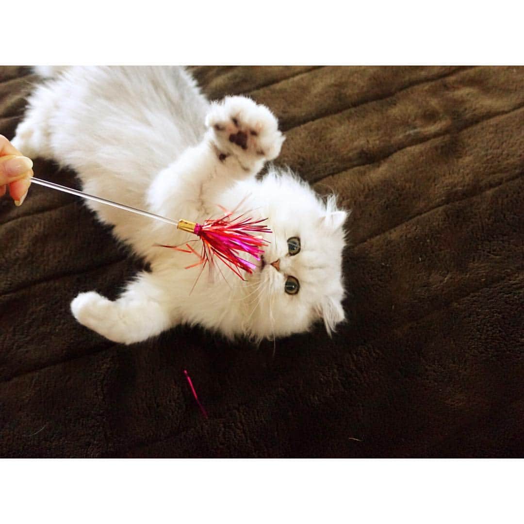 兎（尾崎紗代子）のインスタグラム：「最近すこし調子いいんだ〜😊 #兎 #cat #cats #catstagram #kitten #kitty #kittens #pet #pets #animal #animals #petstagram #petsagram #catoftheday #catsofinstagram #ilovemycat #instagramcats #nature #catoftheday #lovecats #furry #sleeping #lovekittens #adorable #catlover #instacat #mofmo」