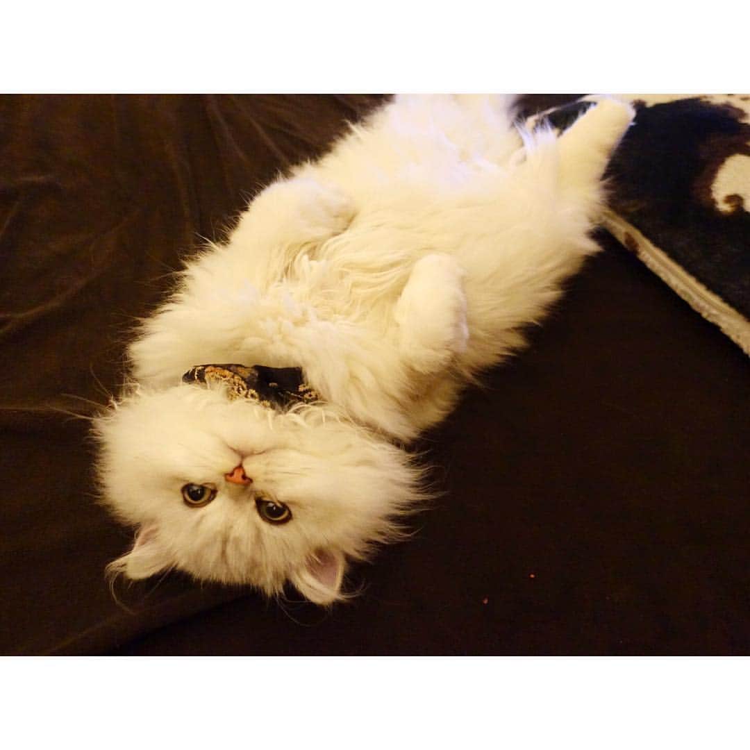 兎（尾崎紗代子）のインスタグラム：「ペロ〜〜ン〜 #兎 #cat #cats #catstagram #kitten #kitty #kittens #pet #pets #animal #animals #petstagram #petsagram #catoftheday #catsofinstagram #ilovemycat #instagramcats #nature #catoftheday #lovecats #furry #sleeping #lovekittens #adorable #catlover #instacat #mofmo」