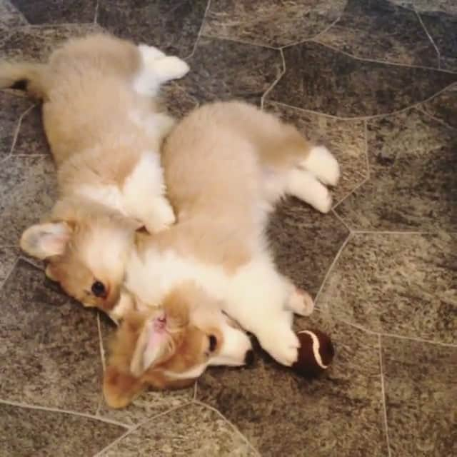 Loki the Corgiのインスタグラム：「LOL laziest corgi pups ever 😂 via @lillemasi #corgi #corgistagram #corgipuppies #dogsofinstagram」